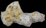 Unique, Agatized Fossil Coral Geode - Florida #66855-1